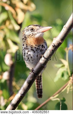 Vertical Photo Of Spot-backed Puffbird (nystalus Maculatus) Perched On A Branch