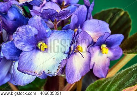 Detail Of A White And Blue African Violet Flower Against A Redbackground In Poland
