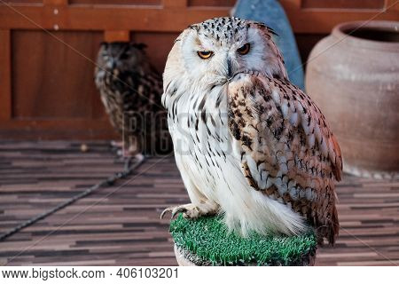 Owl Standing On The Grass Tree Stamp In Zoo With Soft Focus.