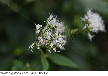Eupatorium Makinoi Flowers (boneset) / Asteraceae Perennial Plant