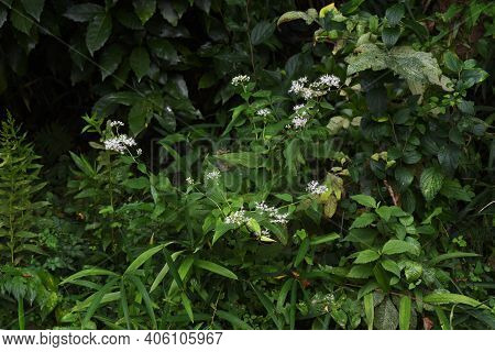 Eupatorium Makinoi Flowers (boneset) / Asteraceae Perennial Plant