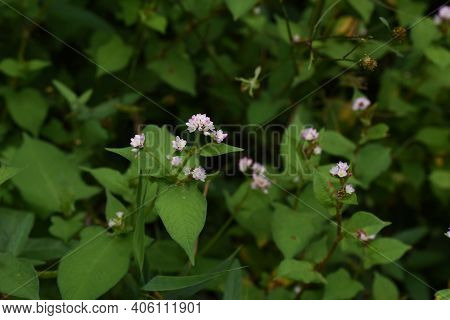 Polygonum Thunbergii Flowers Blooming On The Waterside  / Polygonaceae Annual Grass