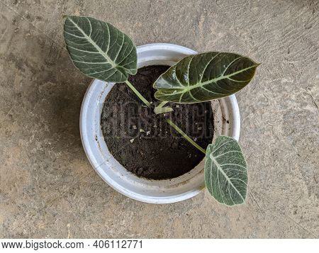 A Small Alocasia Reginula Black Velvet Plant In A Pot