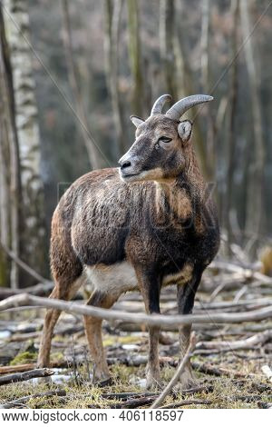 Big Mouflon Animal. Mouflon, Ovis Orientalis, Forest Horned Animal