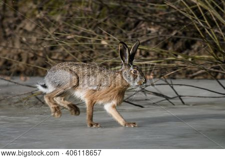 Hare Running On Frozen Pond. Wild Animal In Nature