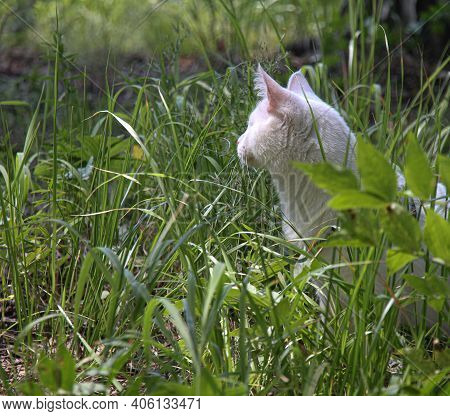 White Cat With One Eye On The Walk