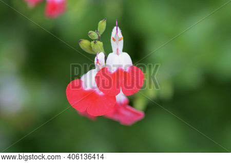 Hot Lips (cherry Sage) Flowers / Salvia Microphylla