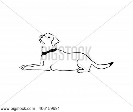 Labrador Laying Dog In Doodle Style. Vector Line Drawn Stock Illustration Of Labrador