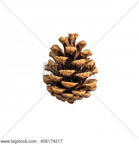 Opened Pinecone Close Up Isolated On White