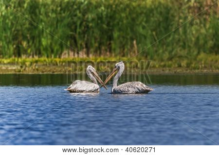 Dalmatinere pelikaner (pelecanus Crispus)