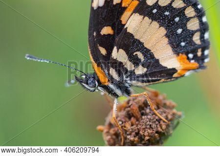 A Bordered Patch Butterfly Perched On A Flower Head And Covered In Dew At The National Butterfly Cen
