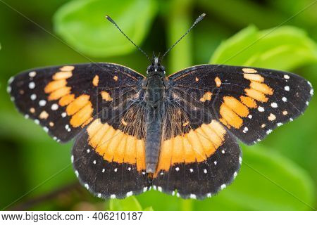 A Bordered Patch Butterfly Perched On A Leaf At The National Butterfly Center.