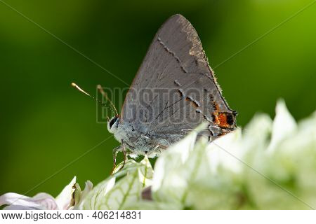 A Mallow-scrub Hairstreak Perched On A Wildflower In The Lrgv.