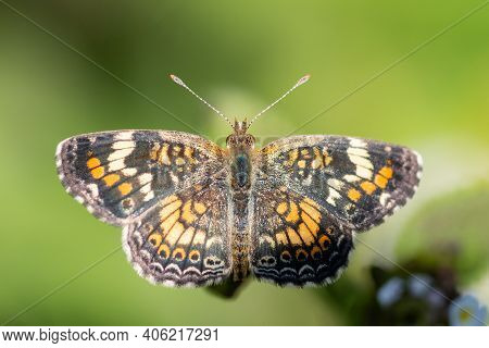 A Phaon Crescent Butterfly Feeding From A Wildflower In The Lrgv.