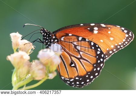 A Queen Butterfly Feeding From A Wildflower At The National Butterfly Center.