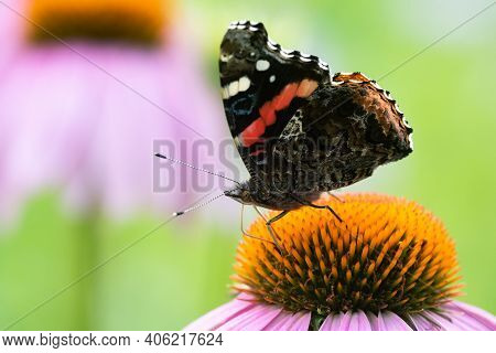 A Red Admiral Butterfly Feeding From A Purple Coneflower Wildflower.