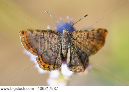 A Red-bordered Metalmark Feeding From A Wildflower In The Lrgv,