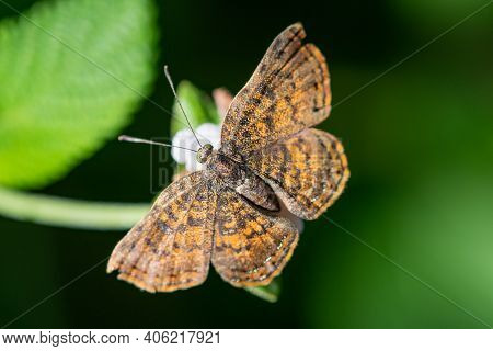 A Red-bordered Metalmark Feeding From A Wildflower In The Lrgv,