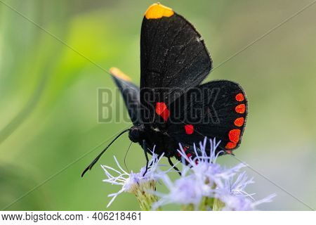 A Red-bordered Pixie Butterfly Feeding From A Wildflower In The Lrgv.
