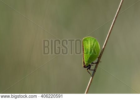 A Two-striped Planthopper Perched On A Plant In Summer.