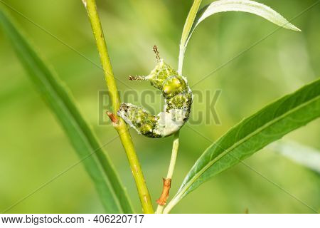 A Viceroy Butterfly Caterpillar On A Plant. It's A Bird Poop Mimic As A Caterpillar And A Monarch Bu