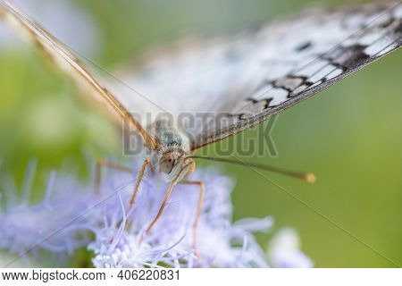 A White Peacock Butterfly Feeding From A Wildflower In The Lrgv.