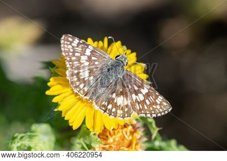 A White-checkered Skipper Feeding From A Wildflower In The Lrgv.