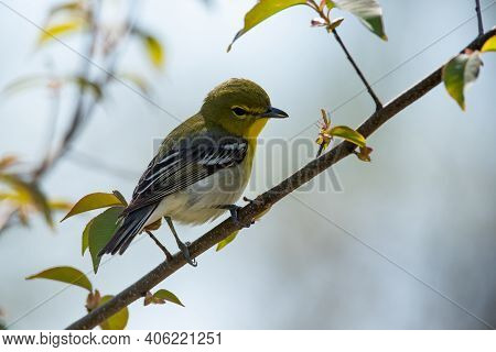 Yellow-throated Vireo Perched On A Branch During Migration.