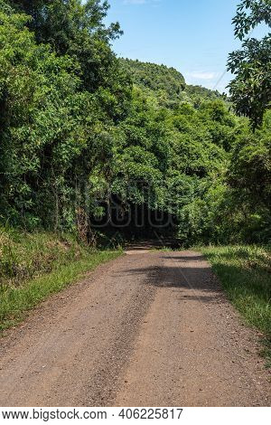 Dirty Road With Forest And Green Tunnel