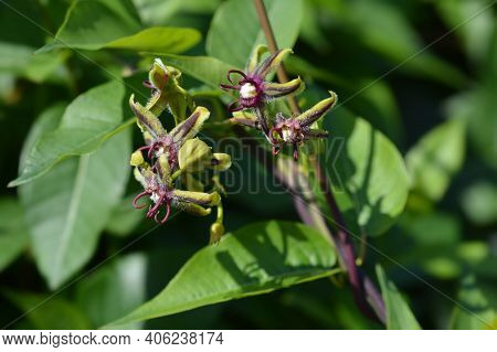 Silkvine Flowers - Latin Name - Periploca Graeca