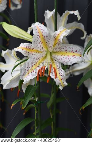 Golden-banded Lily (lilium Auratum) Is A Japanese Lily That Blooms With A Strong Fragrance In Summer