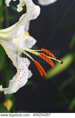 Golden-banded Lily (lilium Auratum) Is A Japanese Lily That Blooms With A Strong Fragrance In Summer