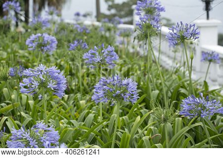 Beautiful Wildflowers - Blue Agapanthus Flower - (agapanthus Umbellatus)