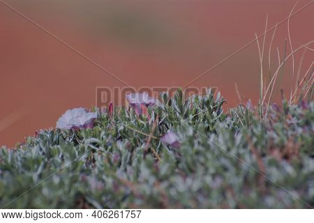 Fflowers Growing On Sandy Soil, Issyk Kul Kyrgyzstan.