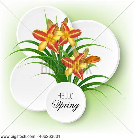Hello Spring, Vector Illustration Of Daylily With Delicate Flowers And Green Leaves