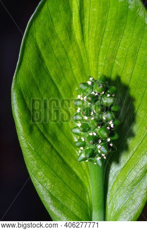 A Close-up Image Of A Peace Lily Showing Its Flowering Structure, The Spadix, And Surrounding Leaf, 