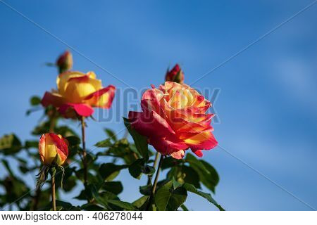 Bright Roses Against Blue Sky - Orient Express Roses With Yellow-red Large Blooms