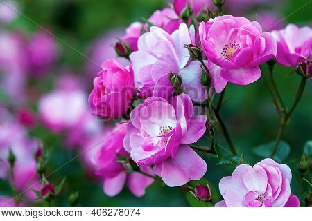 Rosa Angela (angelica) - Floribunda Rose By Kordes With Cupped, Rose-pink Flowers