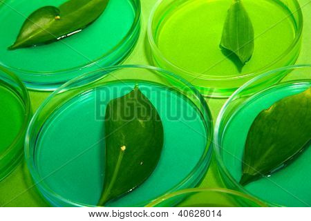 Geneticky modifikované listy testovány v Petriho miskách, na zeleném pozadí