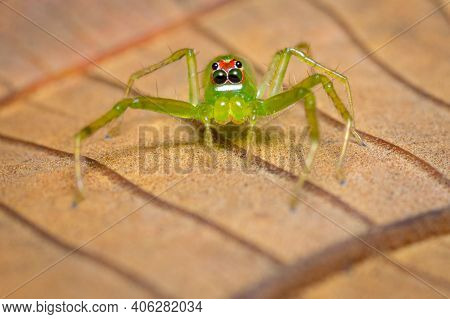 Green Jumping Spider Looking Straigh Ahead S