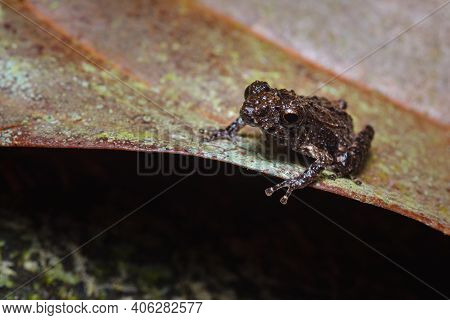 Frog Resting On A Dry Leaf S
