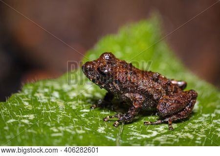 Side View Of A Tiny Frog S
