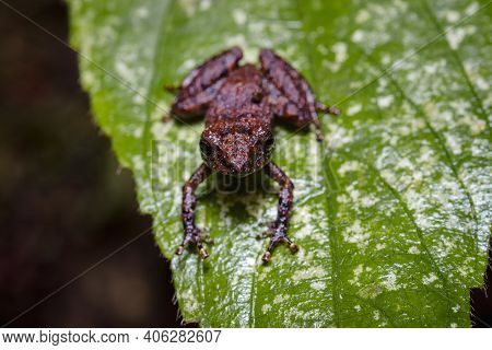Frog On A Leaf Looking Straight Ahead S
