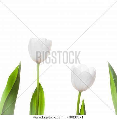 Bílý Tulipán květy, samostatný
