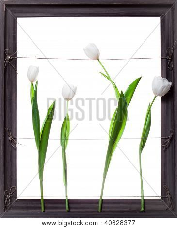 Bílý Tulipán květy v šedém rámečku