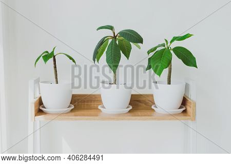 Close-up Of Frangipani Plants In Pots Indoor On Bookshelf Shot At Shallow Depth Of Field
