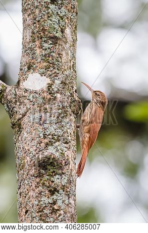 Bird Climbing The Bark Of A Tree In Search Of Food