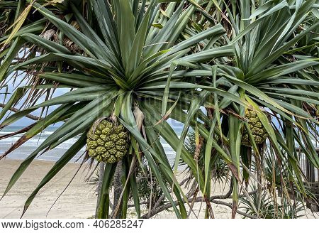 Pandanus Tree, Pandanus Tectorius, With Large And Segmented Fruit Formed By Keys Or Carpels