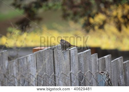 Oregon Song Sparrow odpočívá na odstupňovanou dolů dřevěný plot.