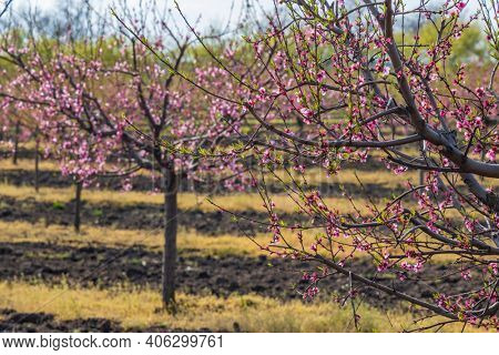Blooming peach orchard near Valtice, Southern Morava, Czech Republic